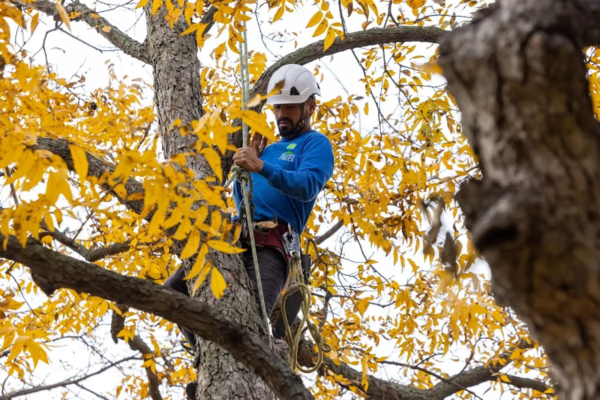 Skilled Tree Trimming crew working in Haddock