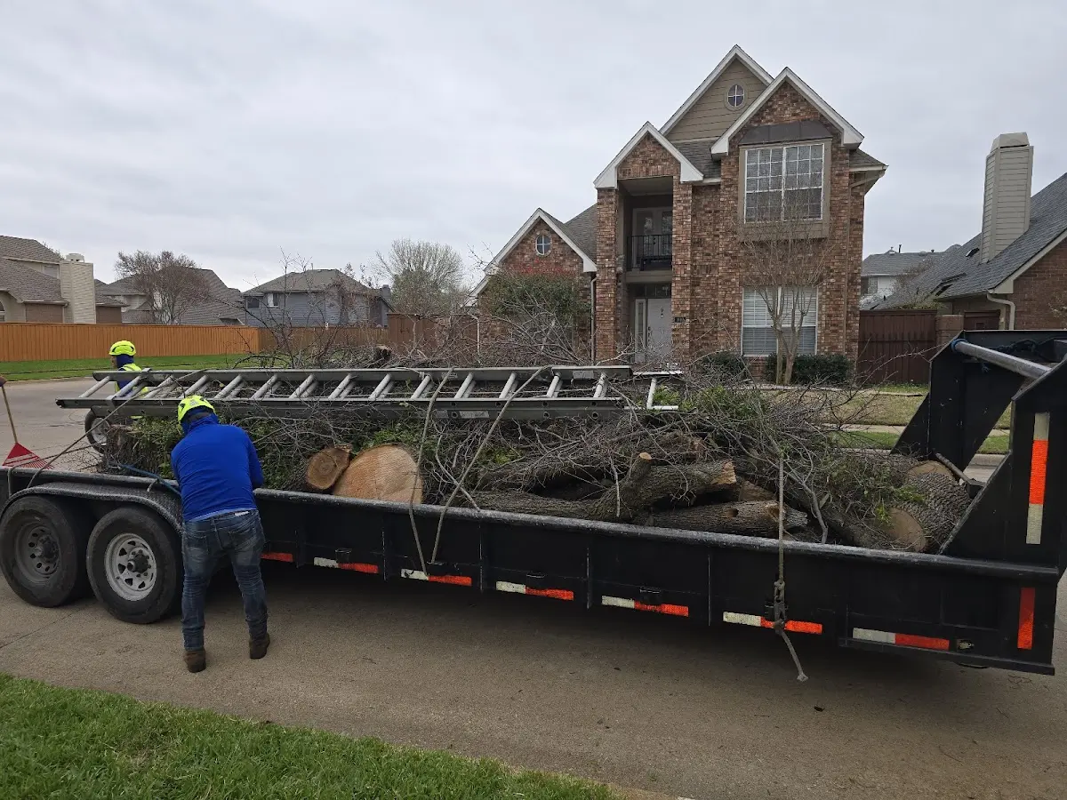 Expert Tree Pest Control with proper safety equipment in Haddock